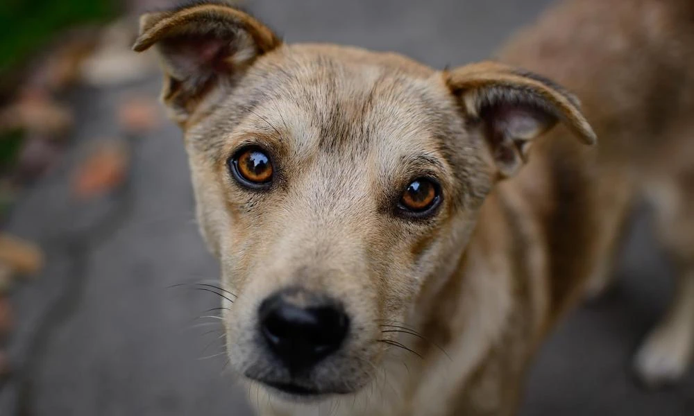 Αποτροπιασμός στην Θέρμη: Πυροβόλησαν και σκότωσαν σκύλο επειδή ενοχλούσε τα ζώα τους